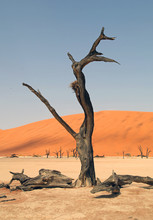 View Of Dead Tree In Sossusvlei, Namibia