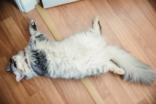 Adorable Cute Gray Chinchilla Persian Cat Sleep Lying On The Back On The Wooden Floor At Home