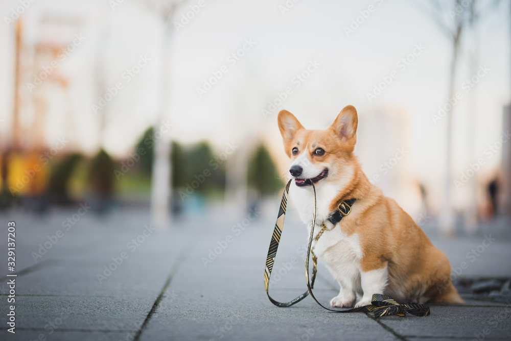 Happy welsh corgi pembroke dog portait holding a leash during a walk in the city center - obrazy, fototapety, plakaty 