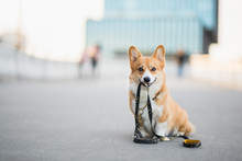 Happy Welsh Corgi Pembroke Dog Portait Holding A Leash During A Walk In The City Center