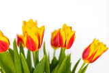Fototapeta Tulipany - Tulips on a white background isolate