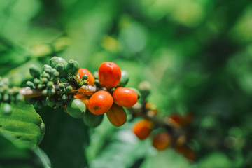 Ripe fruits of the coffee tree. Red coffee fruit on a branch.