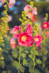 Wall Mural - Macro flower and beautiful sunlight in park