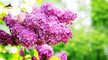 Blooming Lilac Flowers