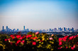 Boston skyline in summer with roses