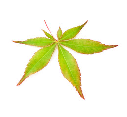 Wall Mural - Green japanese maple tree leaf (Acer palmatum) isolated on a white background.