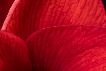 beautiful close-up of petals of red amaryllis flower. macro