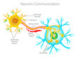 Neuron connection. Neuron communication. Transmission of the nerve signal between two neurons. Simple explanations. White background. Medical illustration.  2d vector drawing. 