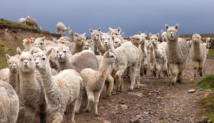 Canvas Print - llama or lama, herd of lamas on pastureland