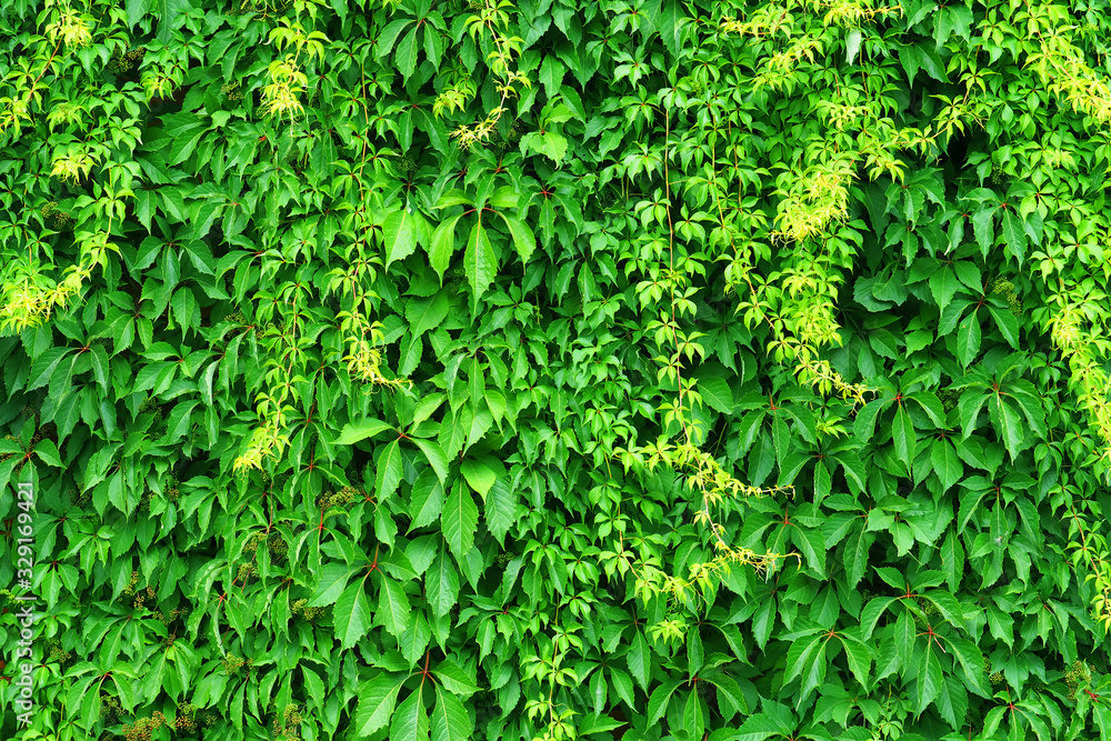 Creeper vine. Hedge texture, tree ivy, green nature background. Wild vine leaves on wall - obrazy, fototapety, plakaty 