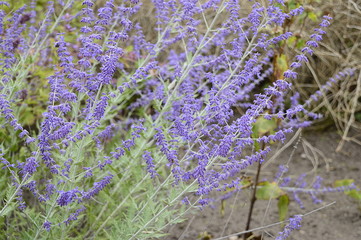 Wall Mural - Closeup Perovskia atriplicifolia known as Salvia yangii with blurred background in midsummer and autumn garden