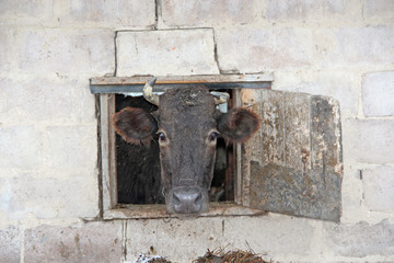 Wall Mural - Cow looking out from window of shed on brick wall