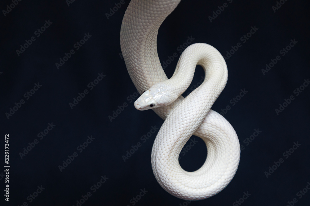 The Texas rat snake (Elaphe obsoleta lindheimeri ) is a subspecies of rat snake, a nonvenomous colubrid found in the United States, primarily within the state of Texas. - obrazy, fototapety, plakaty 