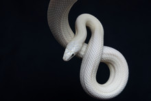 The Texas Rat Snake (Elaphe Obsoleta Lindheimeri ) Is A Subspecies Of Rat Snake, A Nonvenomous Colubrid Found In The United States, Primarily Within The State Of Texas.
