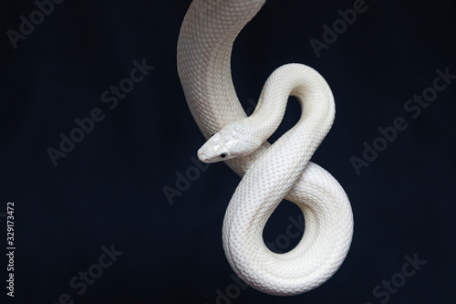 Fotomural The Texas rat snake (Elaphe obsoleta lindheimeri ) is a subspecies of rat snake, a nonvenomous colubrid found in the United States, primarily within the state of Texas