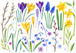 Big collection of watercolor hand drawn spring illustrations. Spring flowers: violet and yellow crocuses, narcissus, snowdrops, willow branches, blue hyacinths isolated on white background.