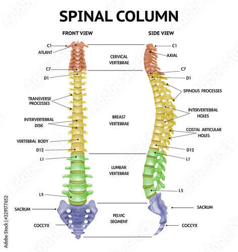 Fotografía Spine Anatomy Realistic Chart