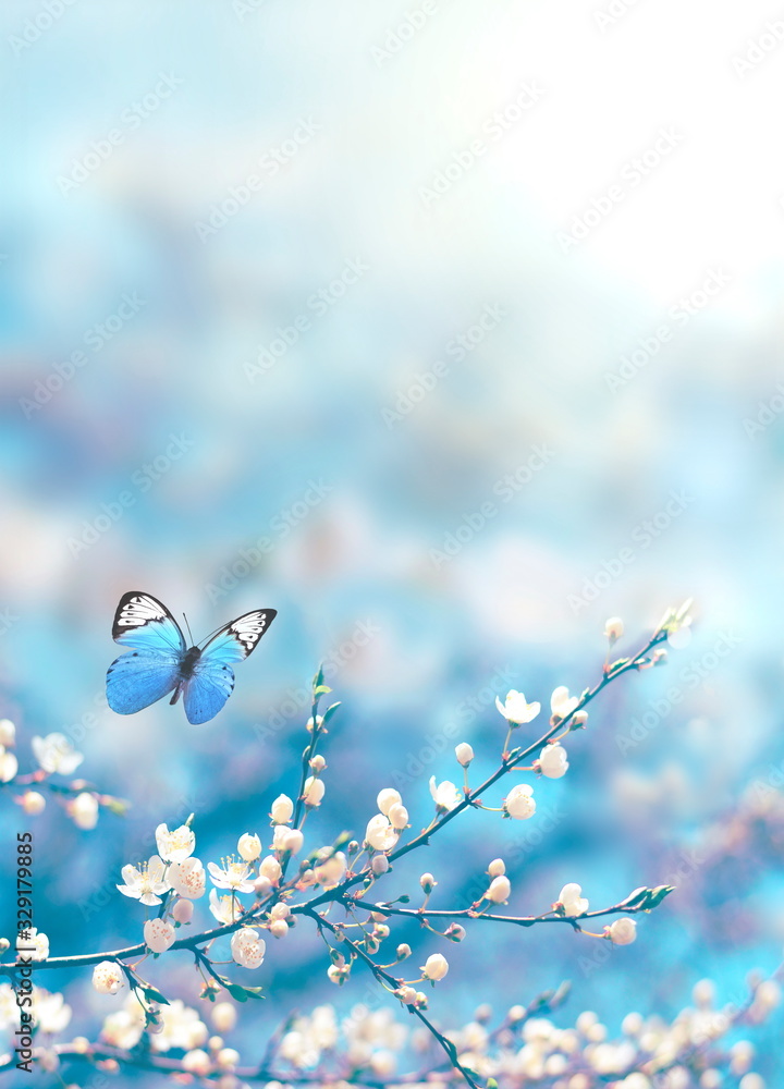 Foto-Schmutzfangmatte - Cherry blossoms over blue nature background. Spring flowers. Spring background with bokeh. Butterfly.