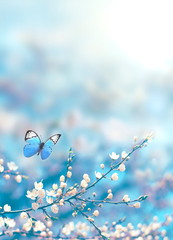 Wall Mural - cherry blossoms over blue nature background. spring flowers. spring background with bokeh. butterfly