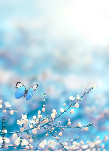 Fotovorhang - Cherry blossoms over blue nature background. Spring flowers. Spring background with bokeh. Butterfly. (von Belight)