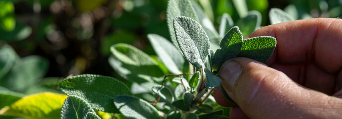 close-up, Common Sage (Salvia officinalis) aromatic herb and spice. Hand pick up salvia plant