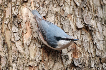 Wall Mural - Eurasian nuthatch Sitta europaea perched on tree bark portrait. Cute common wintering forest bird in wildlife.