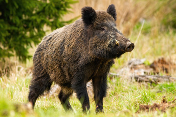 dominant wild boar, sus scrofa, male sniffing with massive snout with white tusks on meadow. majesti