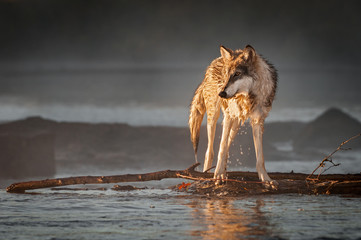 backlit grey wolf (canis lupus) turns left on river autumn