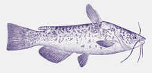 White Bullhead Catfish, Ameiurus Catus, A Fish Native To The Coastal River Systems Of The Eastern United States In Side View