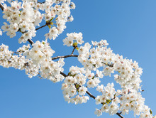 Close Up Of White Cherry Blossom Flowers On A Branch Of A Cherry Tree Against A Deep Blue Sky