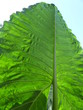 Tropical leaf, Sri Lanka