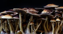 Magic Mushrooms - Psilocybe, Natural Color