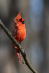 Wall Mural - a cardinal perched on a branch.