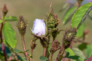 Wall Mural - Rosa centifolia Muscosa Alba known as White, Shailer's White or Clifton Moss, Clifton Rose and White Bath