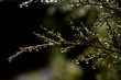 dew drops on branch