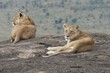 Lionesses, Pride Rock, Maasai, Mara, Kenya
