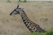 Rothschild giraffe, Maasai Mara, Kenya