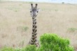 Rothschild giraffes, Maasai, Mara, Kenya