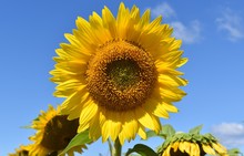 Sunflower Closeup - Sidor Farms, Mattituck
