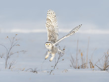 Female Snowy Owl Taking Off From The Snow Field In Winter