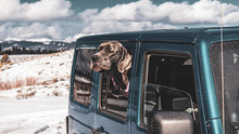 Great Dane Dog In Blue Jeep In Winter In Central Oregon