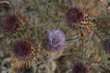 a bush of purple Scoth thistles flowering weeds close up on the side of the road, an introduced noxious weed in Australia, affecting Australian farms and animals