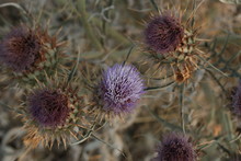 A Bush Of Purple Scoth Thistles Flowering Weeds Close Up On The Side Of The Road, An Introduced Noxious Weed In Australia, Affecting Australian Farms And Animals
