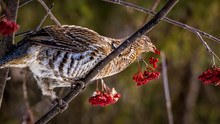 Ruffed Grouse (Bonasa Umbellus) Perched On Branches, Eating Berries, In The Sun Rays, Canada.