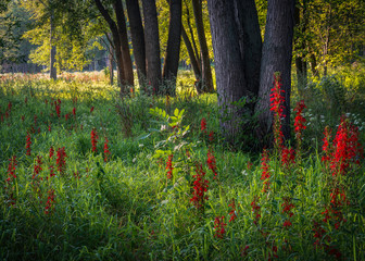 Wall Mural - Early morning sunlight streams into a woodland border where the crimson blooms of the cardinal flower stand tall above the prairie grasses. 