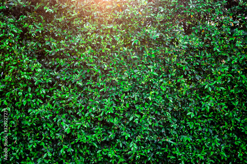 Fotografía background of a garden bush or hedge with sunset light shining through the top