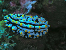 The Amazing And Mysterious Underwater World Of Indonesia, North Sulawesi, Manado, Sea Slug