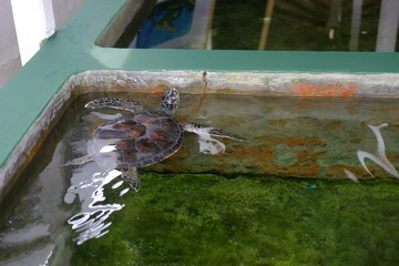 A large relict turtle in the water. Turtle farm in Sri Lanka.