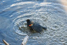 A Picture Of A Male Red-winged Blackbird　bathing In The Lake.   Vancouver BC Canada