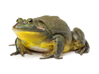 Bullfrog, Rana catesbeiana, against white background, studio shot